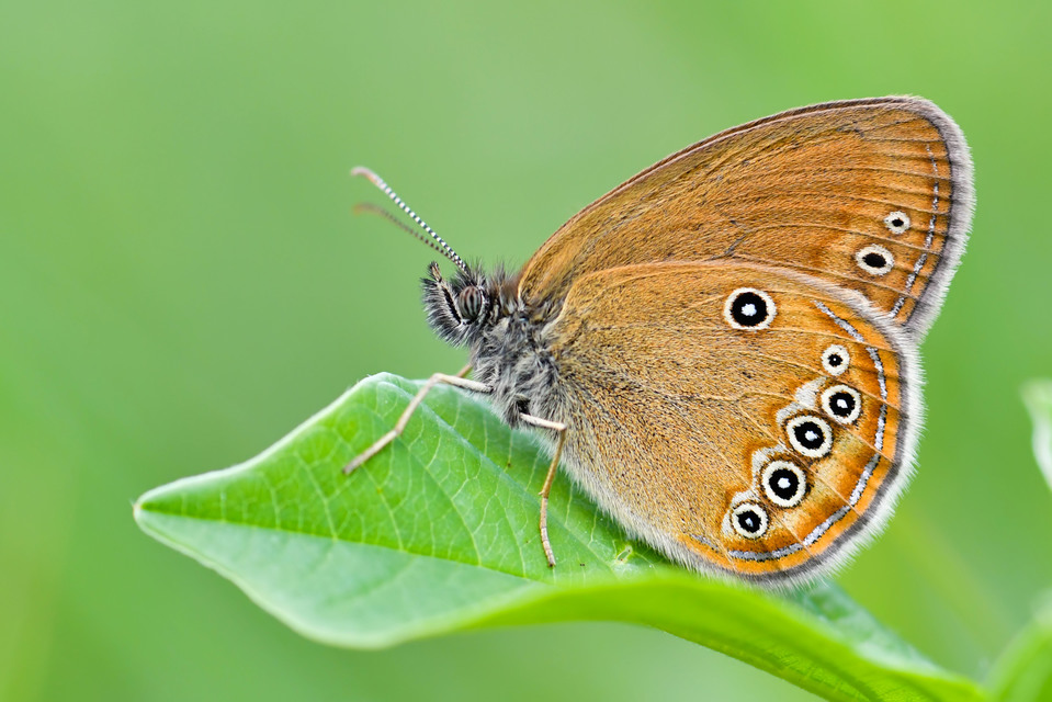 Coenonympha oedippus - ezüstsávos szénalepke