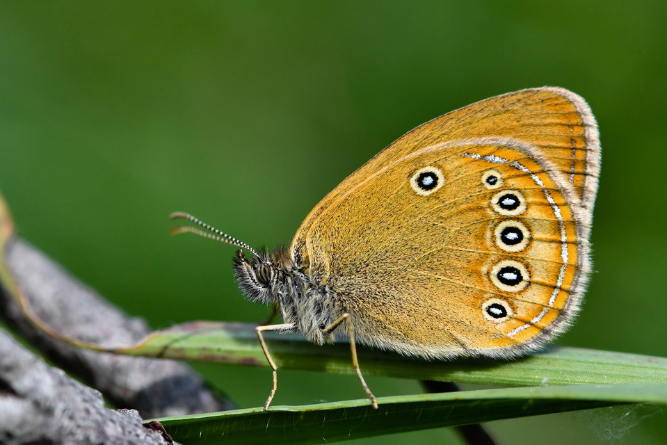 Coenonympha oedippus - ezüstsávos szénalepke