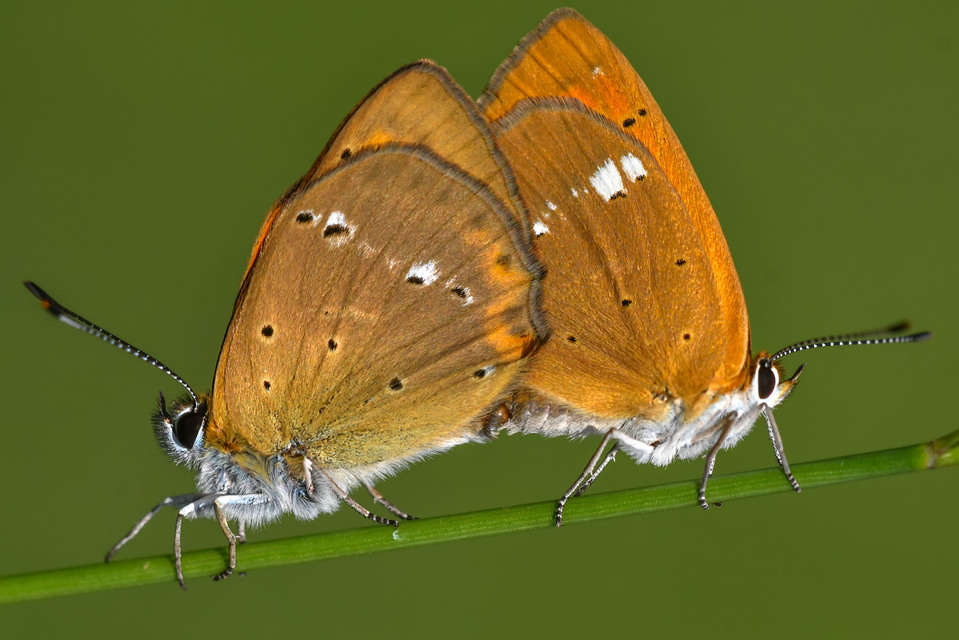 Lycaena virgaureae - arany-tűzlepke
