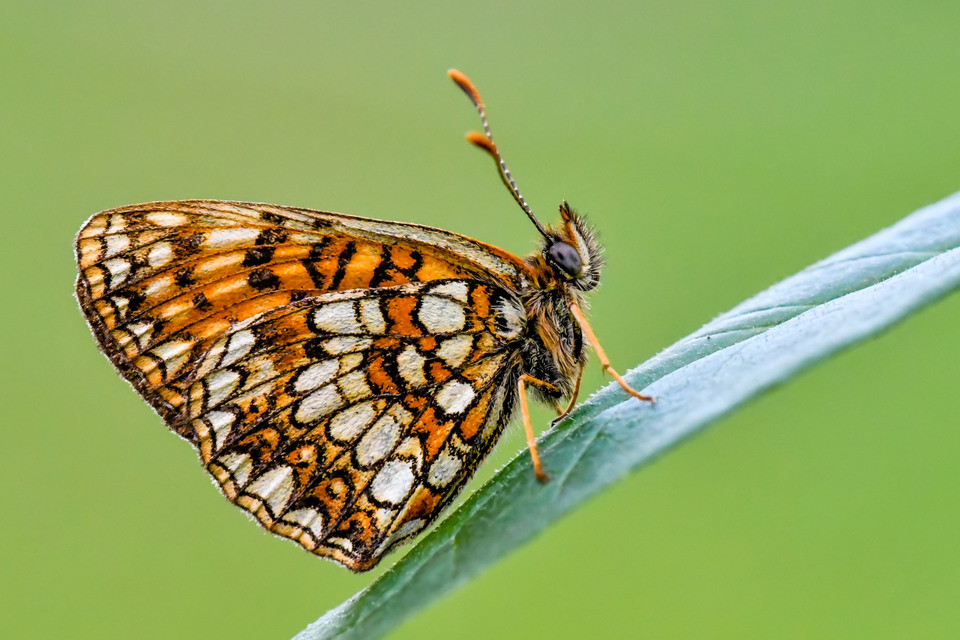 Melitaea diamina - kockás tarkalepke