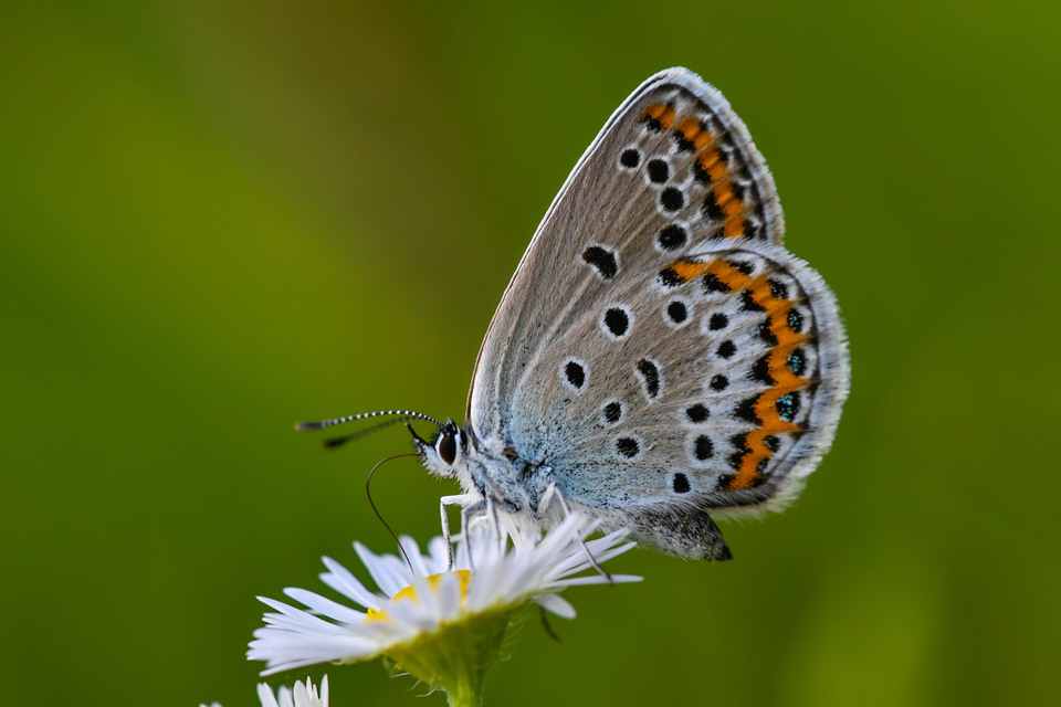 Plebejus argus - ezüstös boglárka