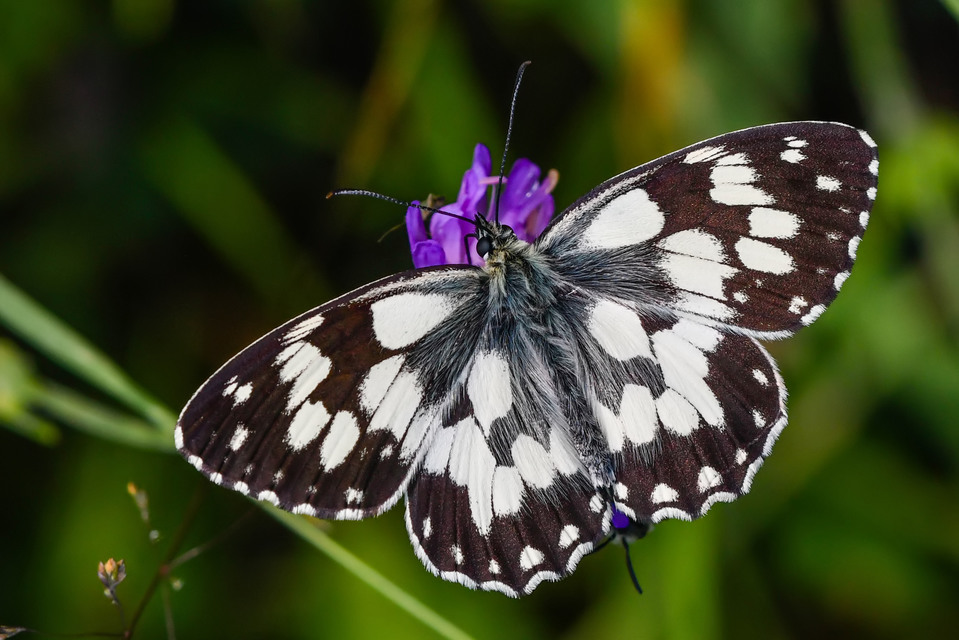 Melanargia galathea - sakktáblalepke