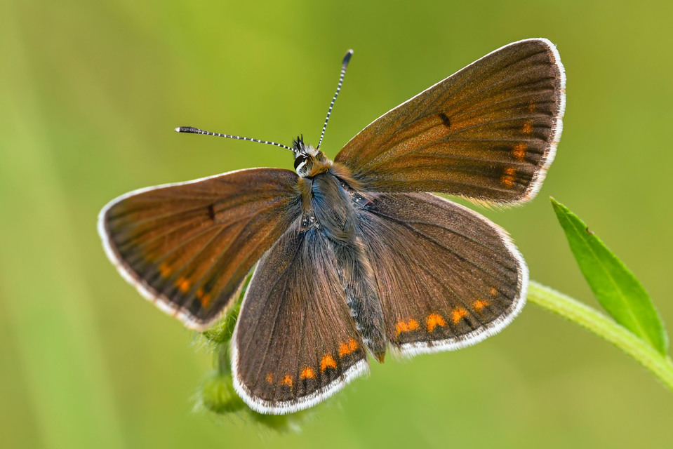 Aricia artaxerxes issekutzi - bükki szerecsenboglárka