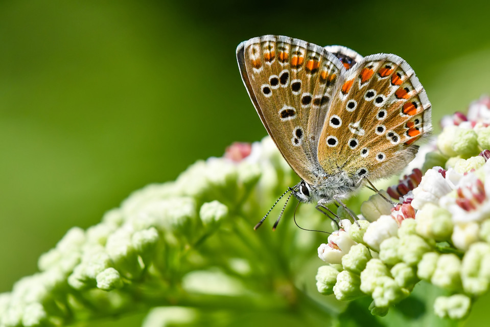 Polyommatus icarus - közönséges boglárka