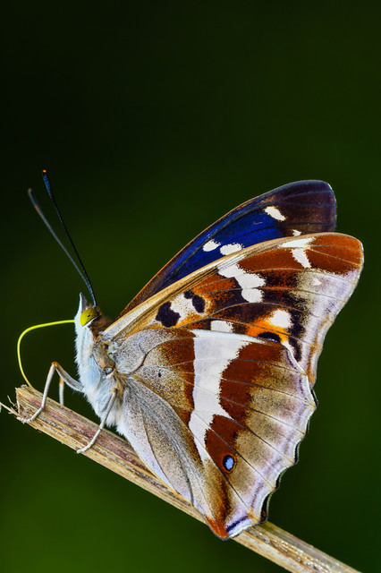 Apatura iris - nagy színjátszólepke