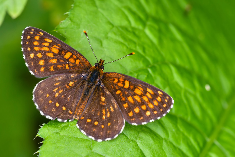 Melitaea diamina - kockás tarkalepke