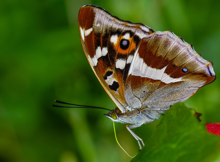 Apatura iris - nagy színjátszólepke