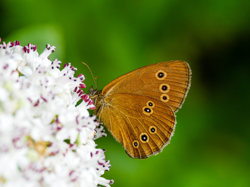 Aphantopus hyperanthus - közönséges ökörszemlepke