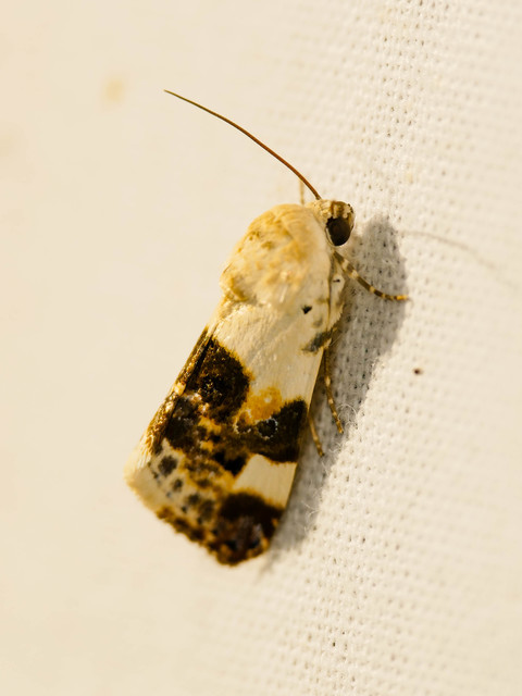 Acontia lucida - fehér nappalibagoly