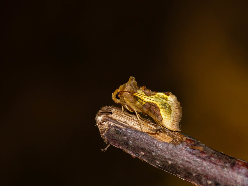 Diachrysia stenochrysis - rejtőző aranybagoly
