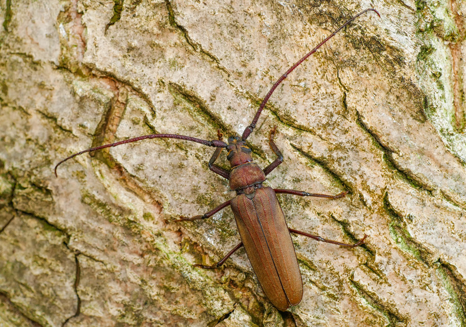 Aegosoma scabricorne - diófacincér