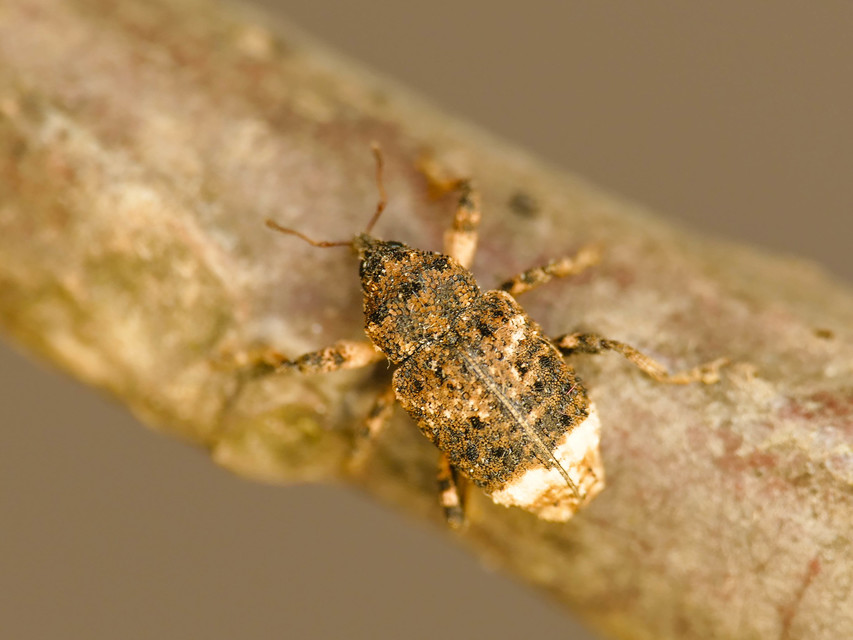 Cryptorhynchus lapathi - tarka fűzormányos