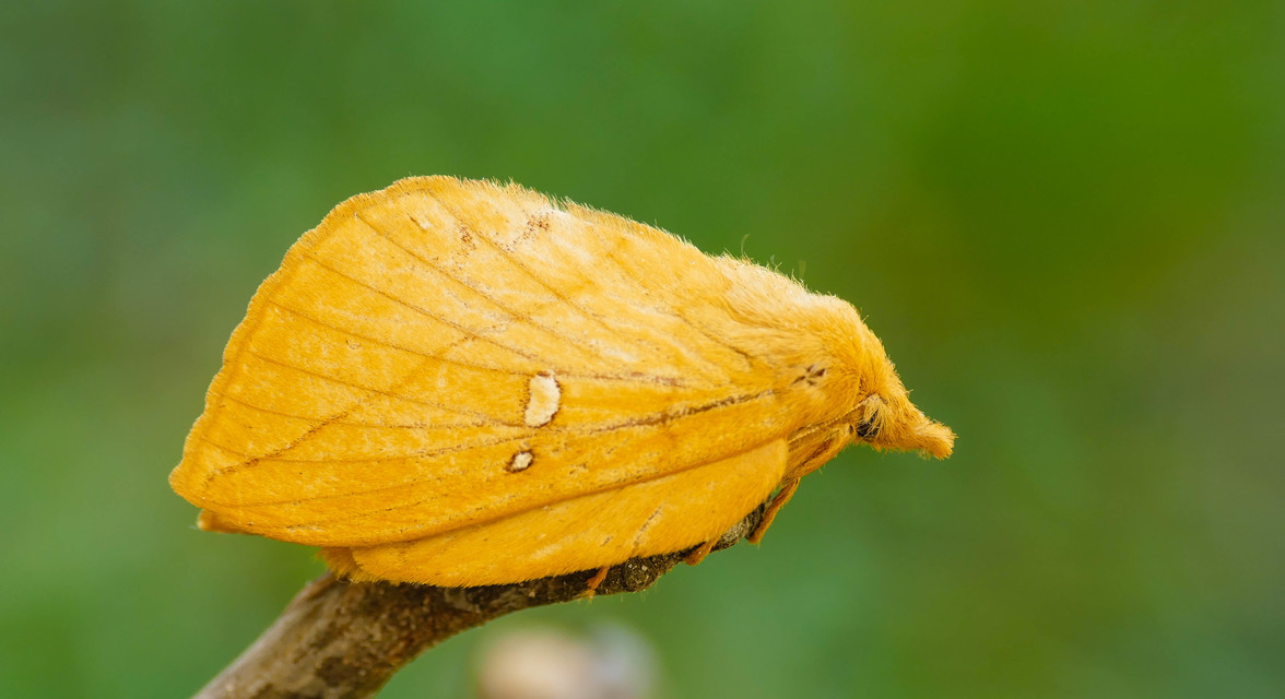 Euthrix potatoria - szomjas pohók