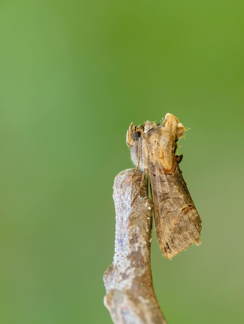 Abrostola triplasia - közönséges csalánbagoly
