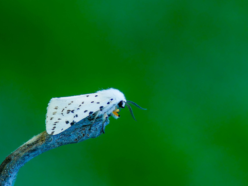 Spilosoma lubricipedum - tejszínű medvelepke