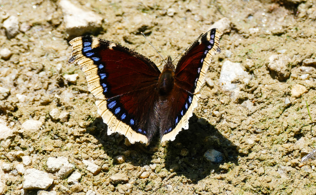 Nymphalis antiopa - gyászlepke