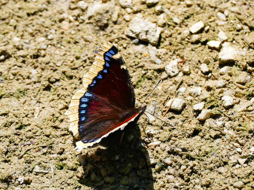 Nymphalis antiopa - gyászlepke