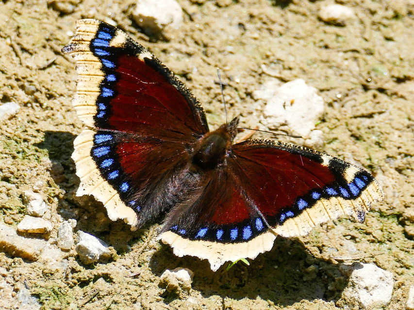 Nymphalis antiopa - gyászlepke