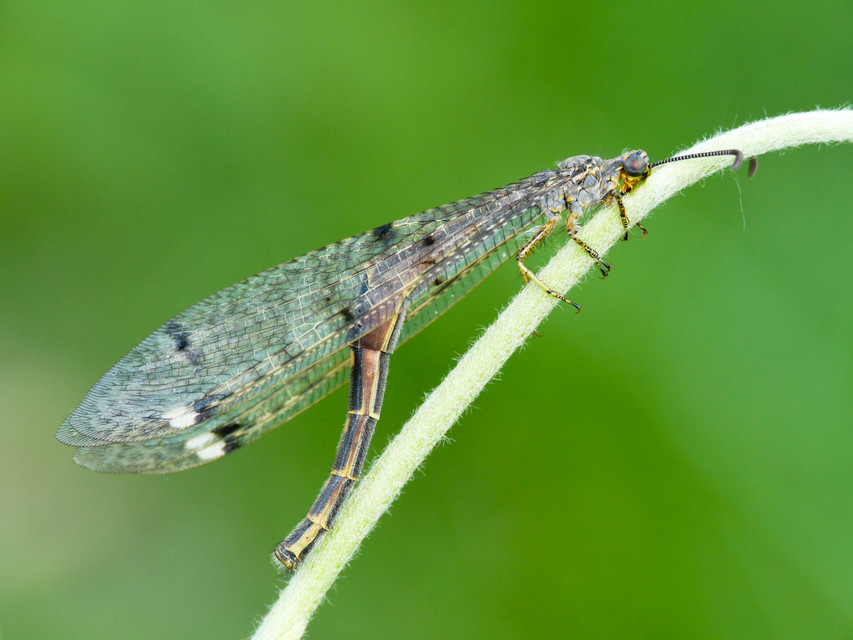 Distoleon tetragrammicus - négyfoltos hangyaleső