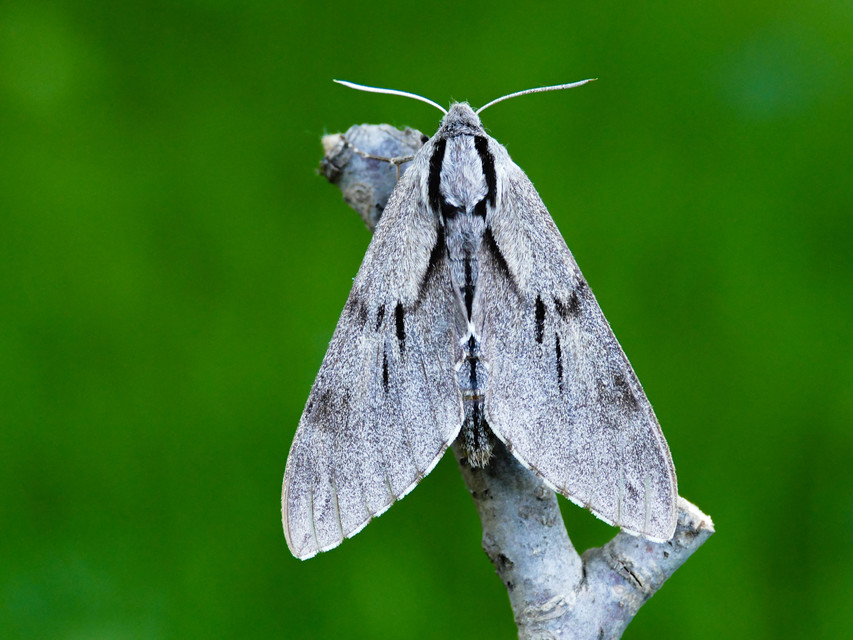 Hyloicus pinastri - fenyőszender