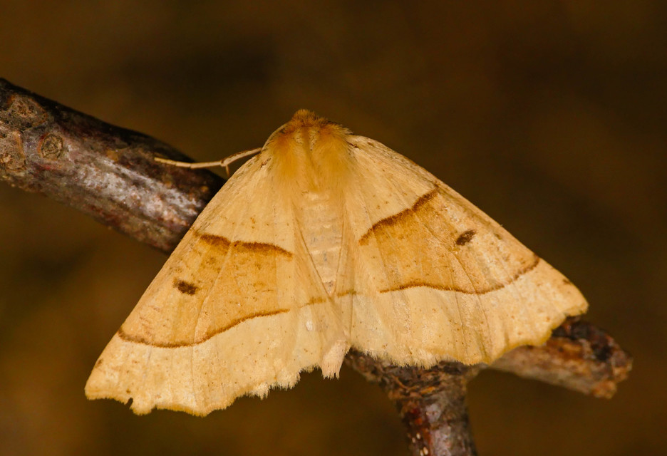 Crocallis elinguaria - sárga sávosaraszoló