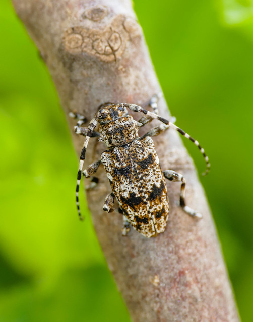 Aegomorphus clavipes - tarka cincér Aegomorphus clavipes - tarka cincér