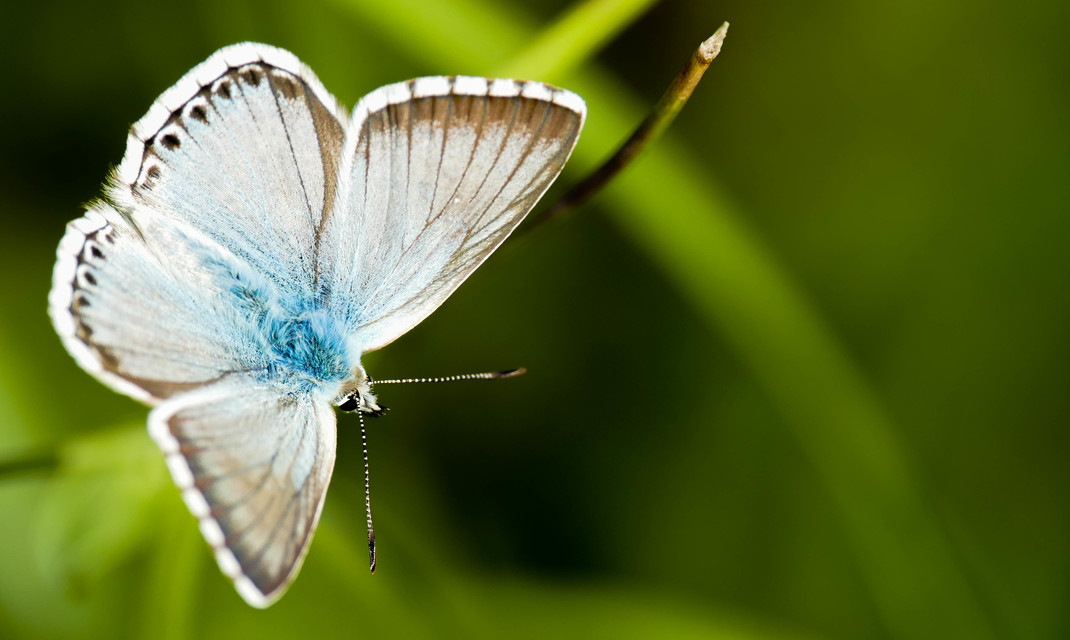 Polyommatus coridon - ezüstkék boglárka