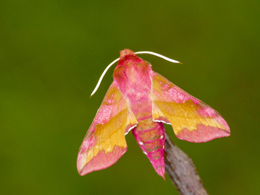 Deilephila porcellus - piros szender