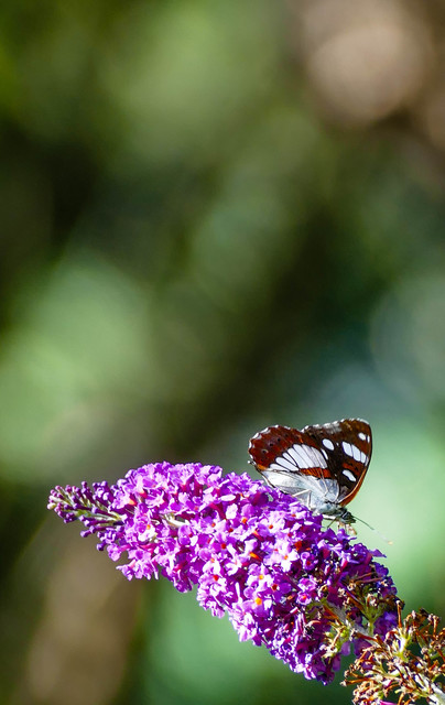 Limenitis reducta - kék lonclepke
