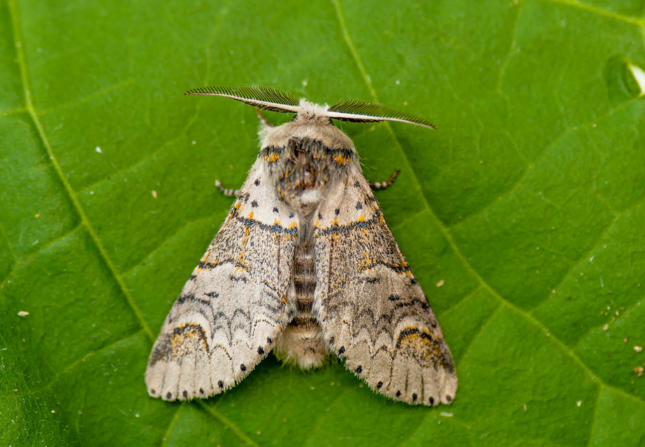 Furcula furcula - szürke púposszövő