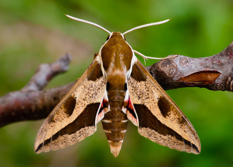 Hyles euphorbiae - kutyatejszender