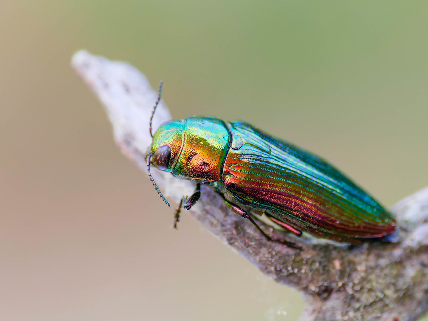 Eurythyrea austriaca - osztrák díszbogár