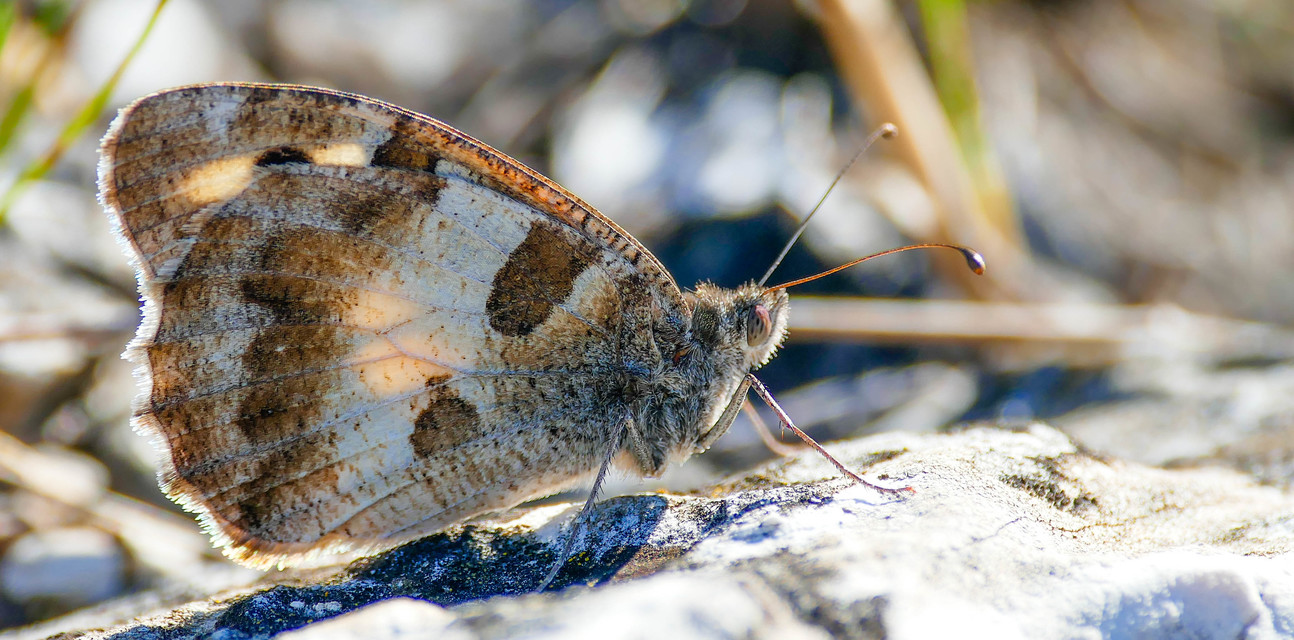 Chazara briseis - tarka szemeslepke