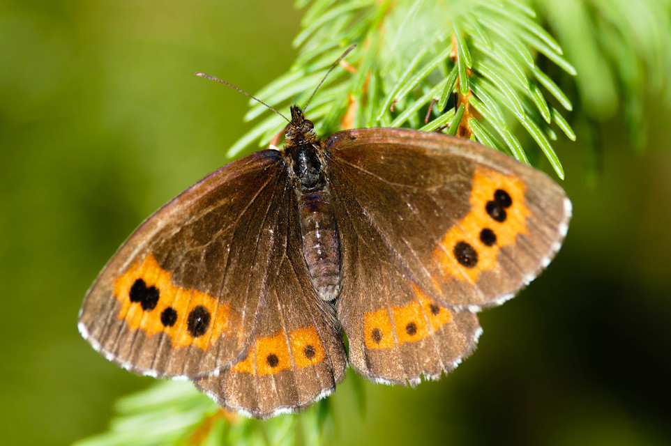 Erebia ligea - fehércsíkú szerecsenlepke