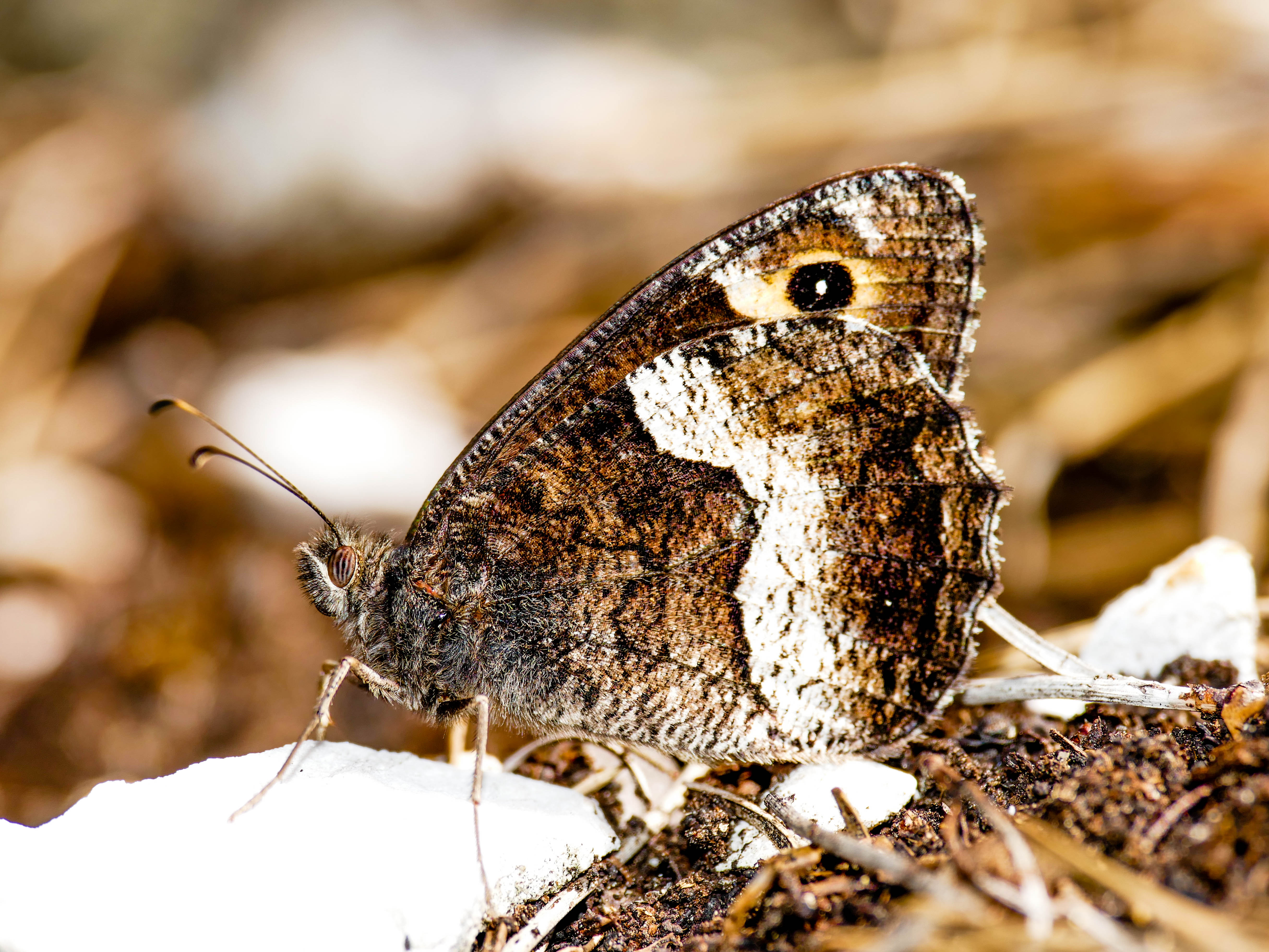 Hipparchia alcyone - hegyi szemeslepke