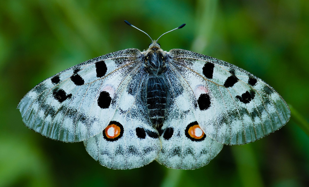 Parnassius apollo - Apollólepke