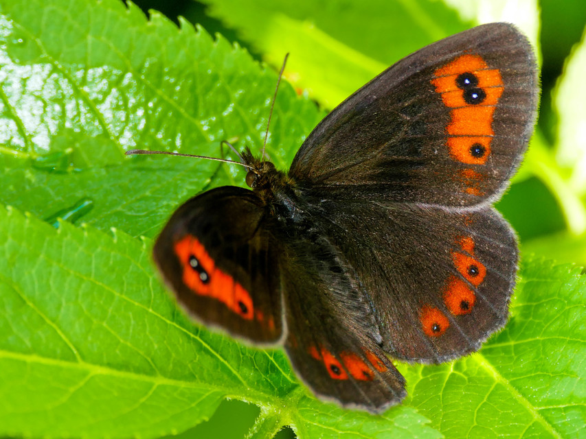 Erebia aethiops - közönséges szerecsenlepke