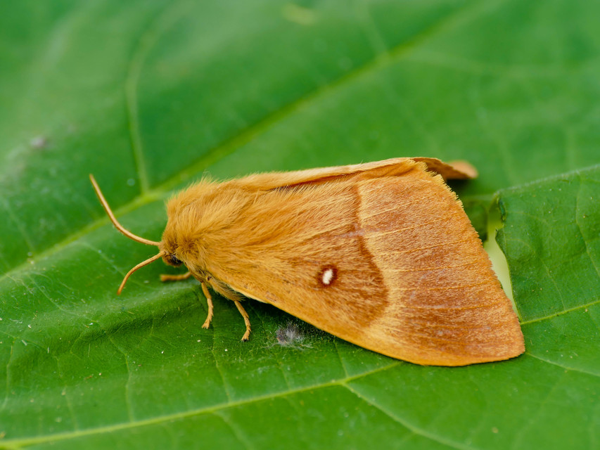 Lasiocampa quercus - tölgyfaszövő