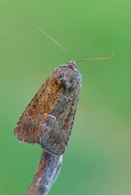 Thalpophila matura - fakó erdeibagoly