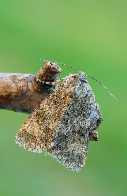 Acronicta megacephala - nagyfejű szigonyosbagoly