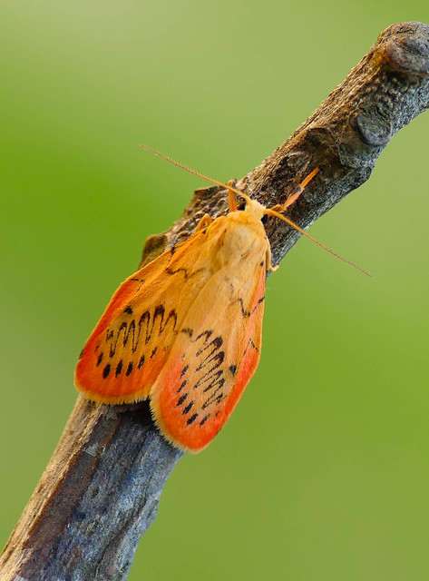 Miltochrista miniata - piros medvelepke