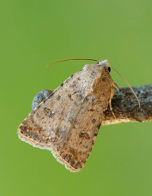 Paradrina clavipalpis - közönséges selymesbagoly