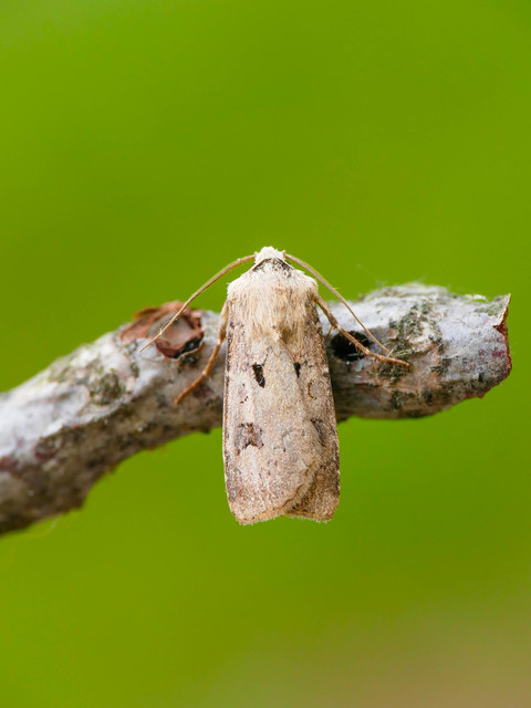 Agrotis exclamationis - felkiáltójeles földibagoly