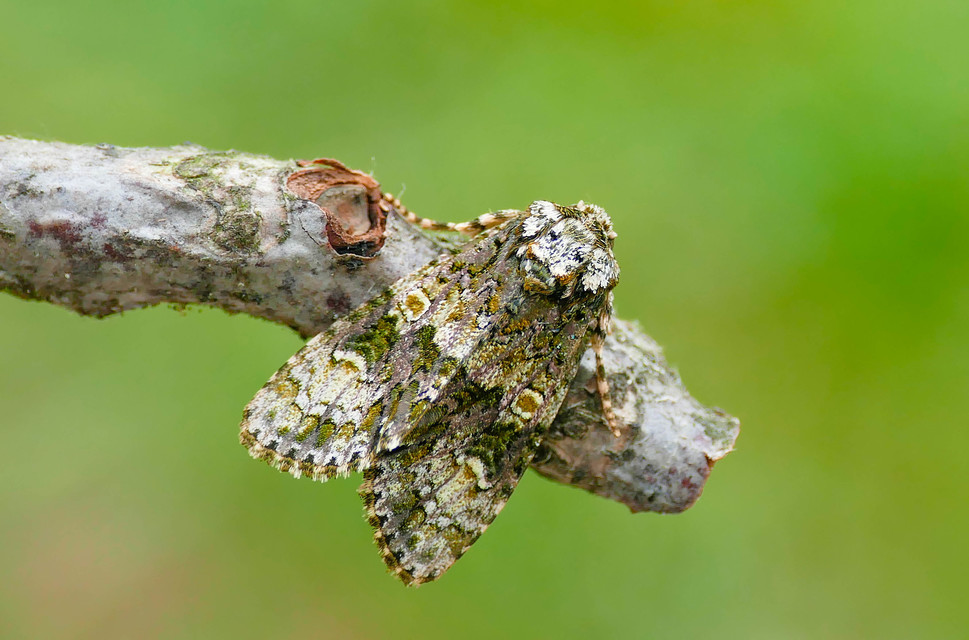 Craniophora ligustri - fagyalbagoly