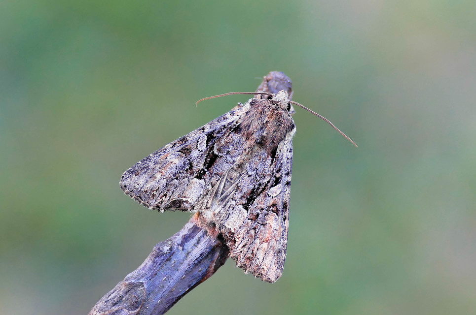 Lacanobia thalassina - borbolya-kertibagoly
