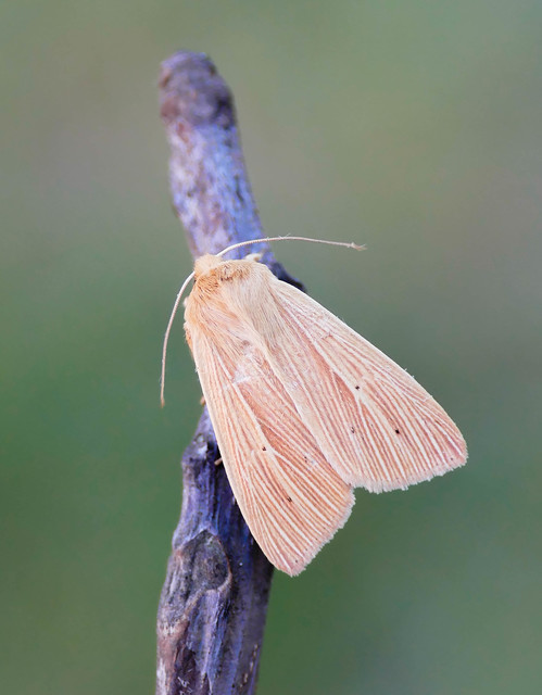 Mythimna pallens - sápadt rétibagoly