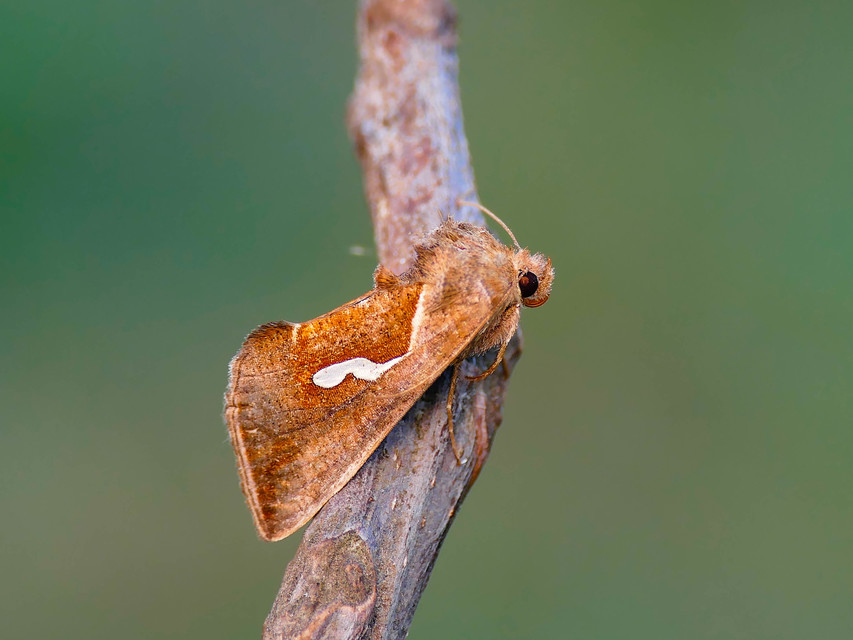 Macdunnoughia confusa - cseppfoltos ezüstbagoly