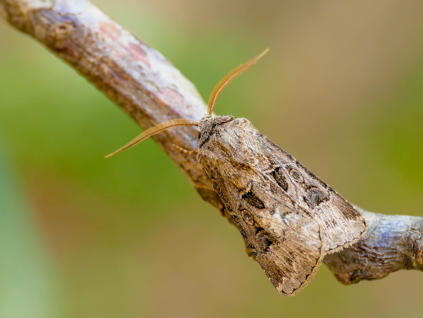 Agrotis bigramma - kétjegyű földibagoly