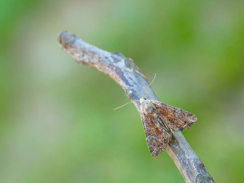 Mesoligia furuncula - kétszínű dudvabagoly