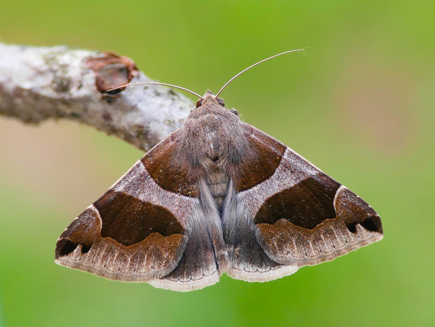 Dysgonia algira - déli porcelánbagoly